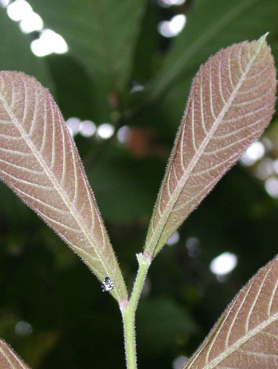 Cupania rossastra