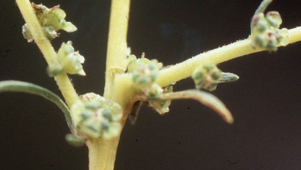 Bassia prostrata 4