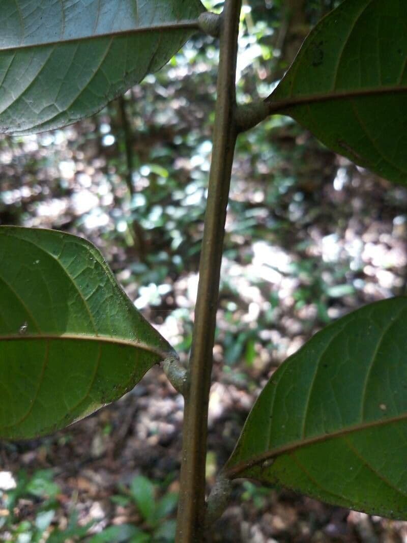 Talisia macrophylla