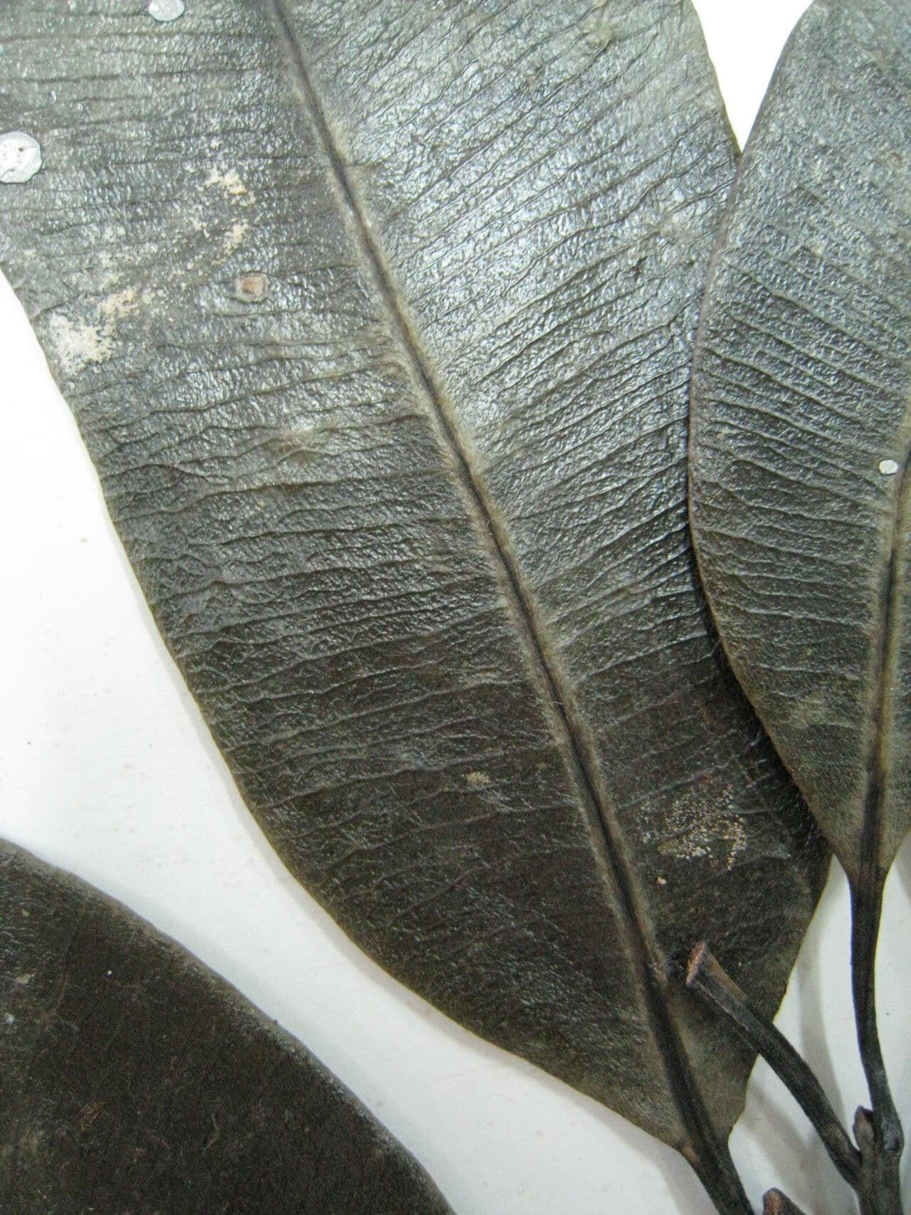 Aspidosperma 8