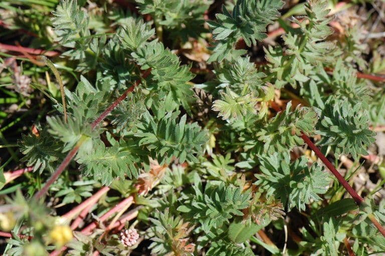 Potentilla di Brewer 8