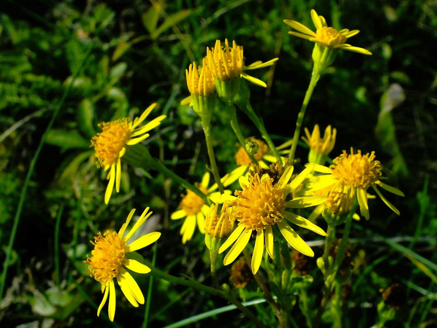 Senecio elegante 12