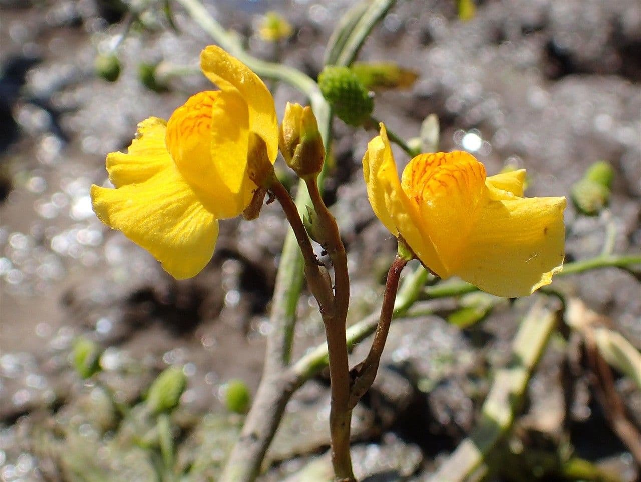 Erba vescica 14