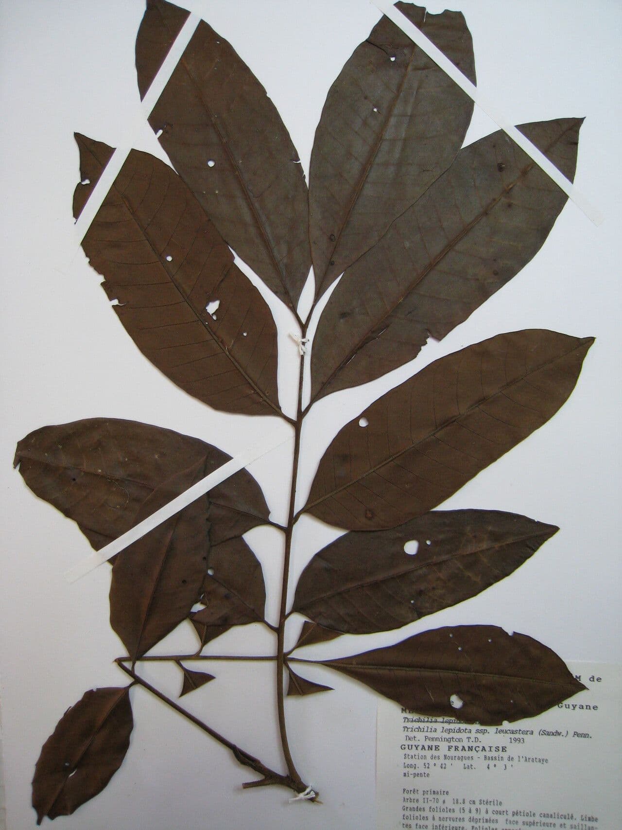 Trichilia lepidota