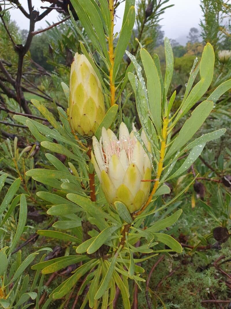 Protea 2