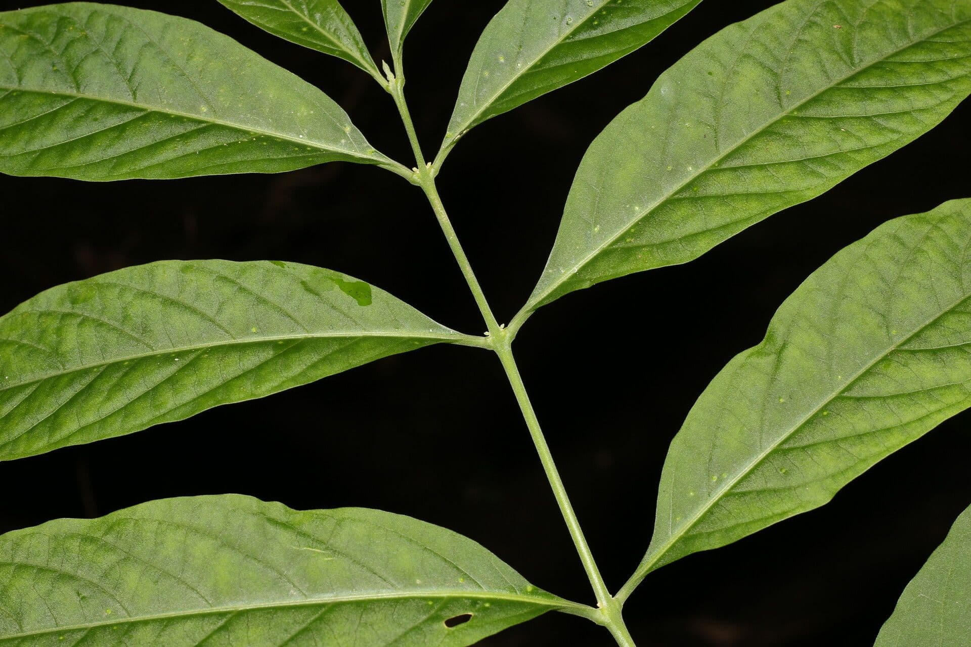 Aegiphila panamense 9