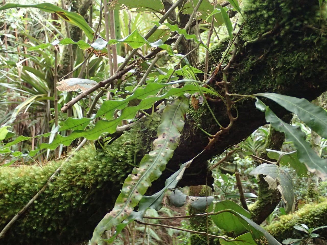 Lepisorus 8