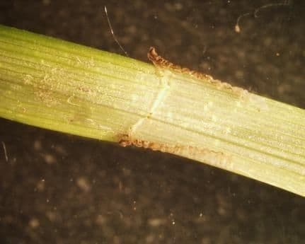 Carex vulpinoidea 17