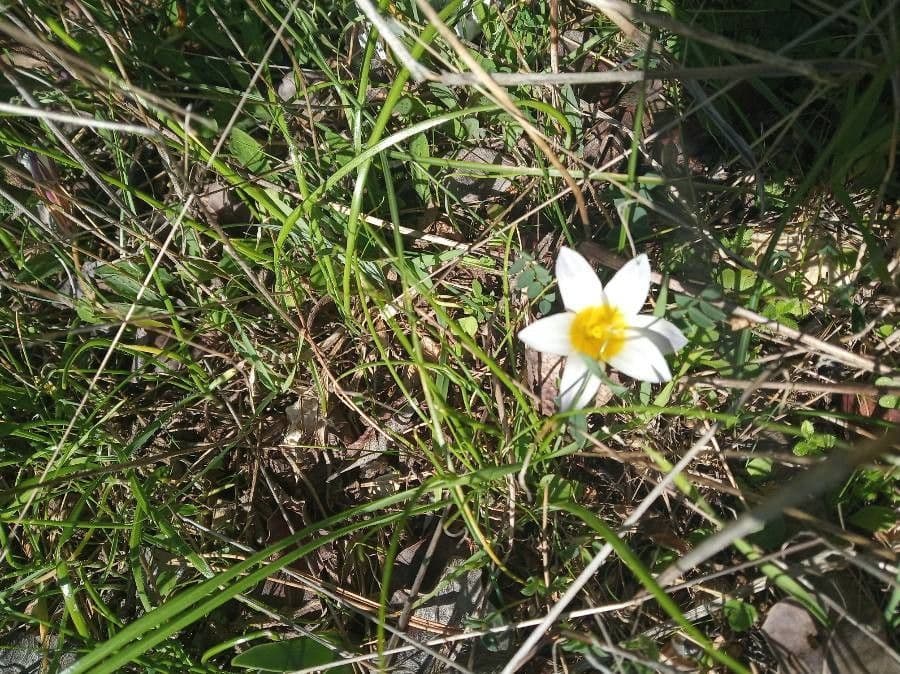 Romulea