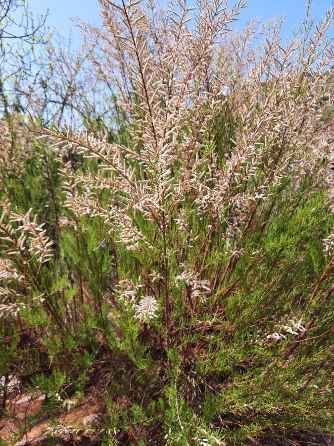 Kanaren-Tamarisk 26