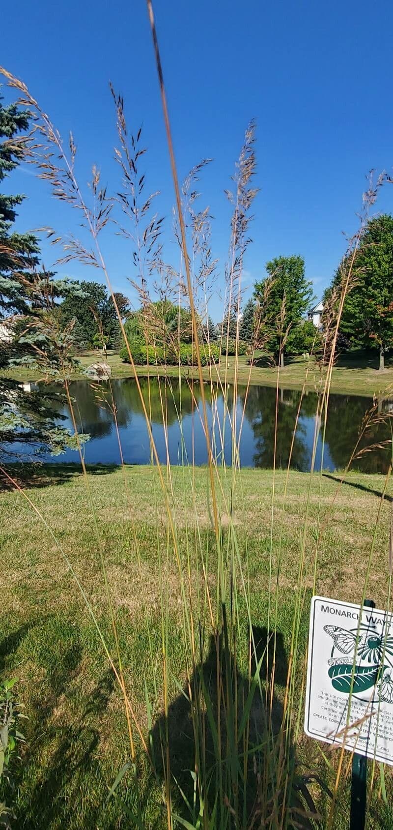 Sorghastrum nutans 23