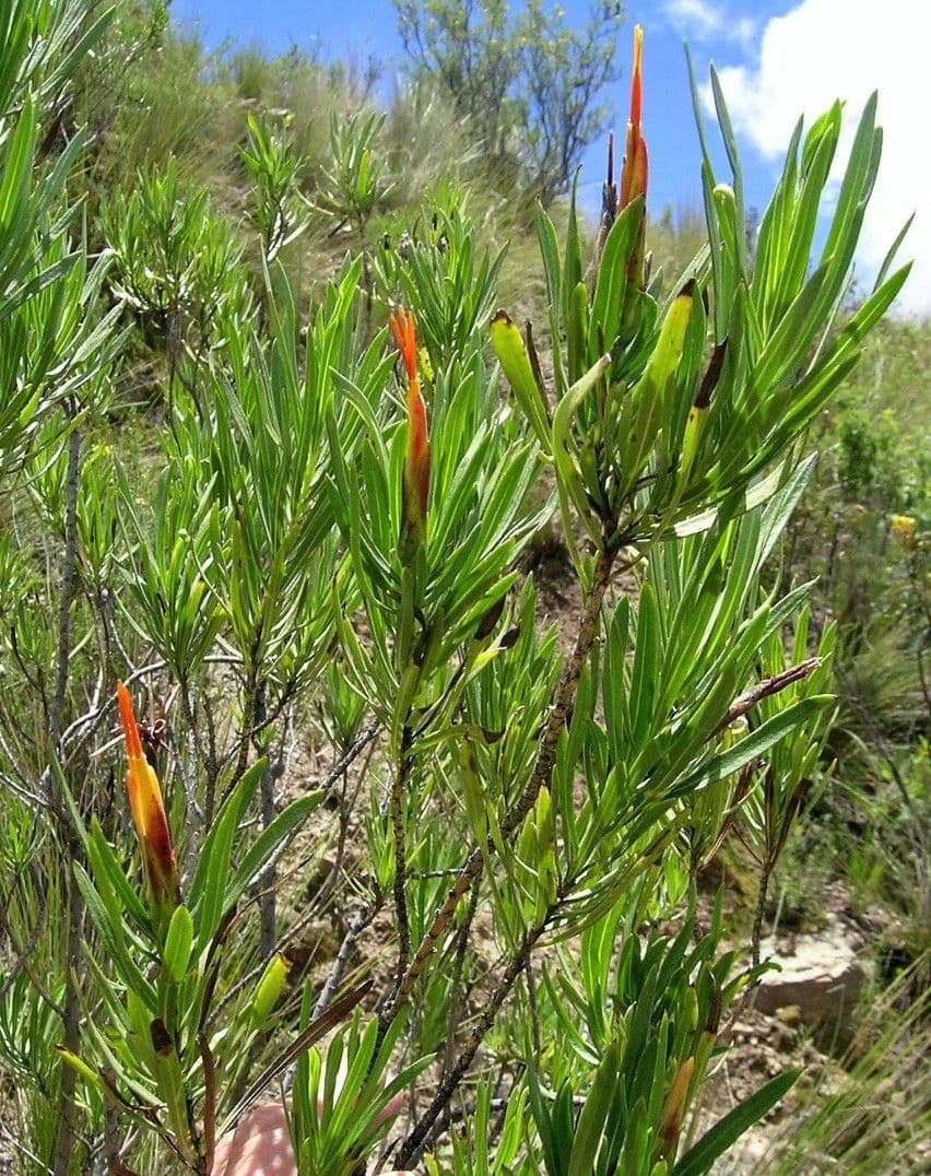 Mutisia