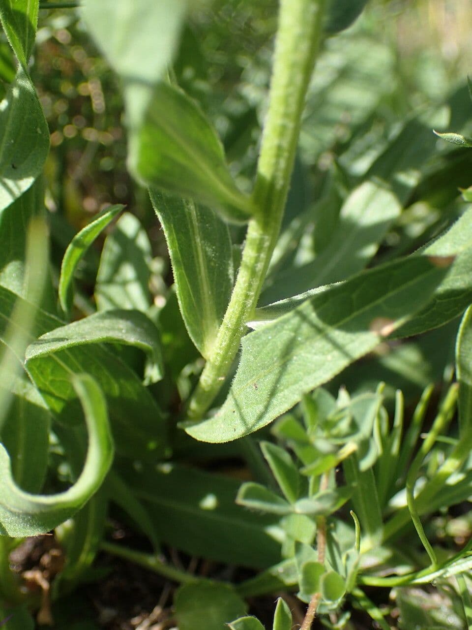Einköpfige Flockenblume 19