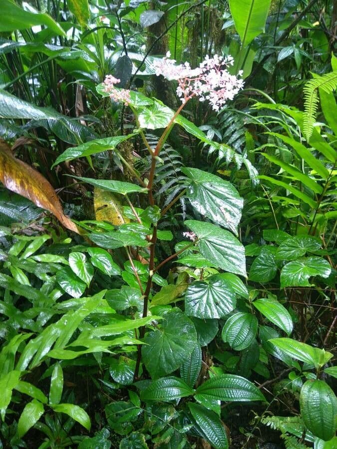 Begonia 7