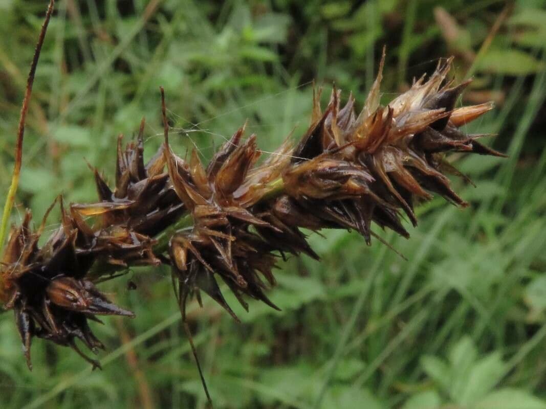Carice distica 8