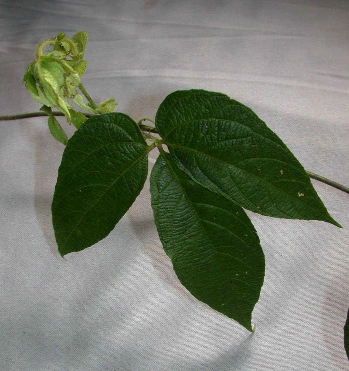 Dalechampia 18