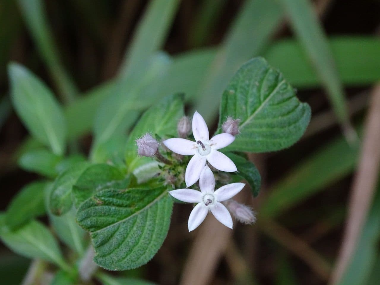 Pentas 11