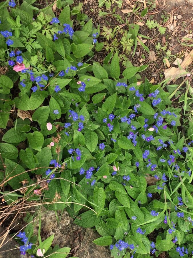 Omphalodes verna 9