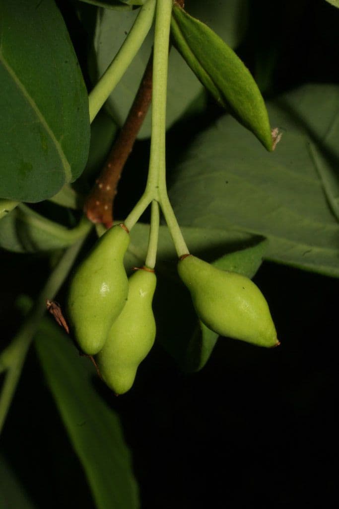 Dirca palustre