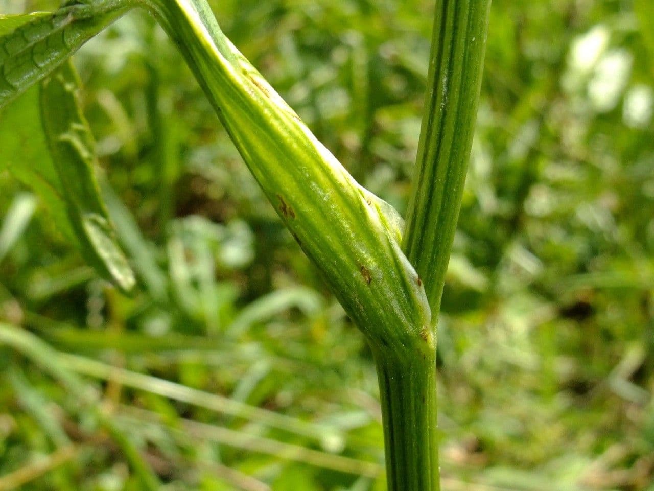 Große Sterndolde 21