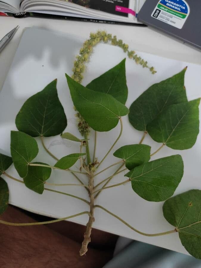 Croton 7