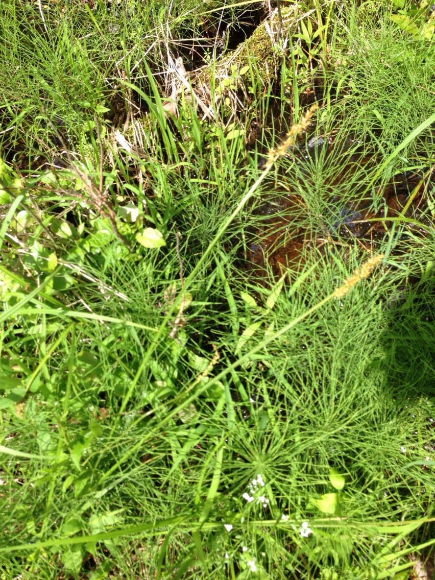Carex vulpinoidea 15