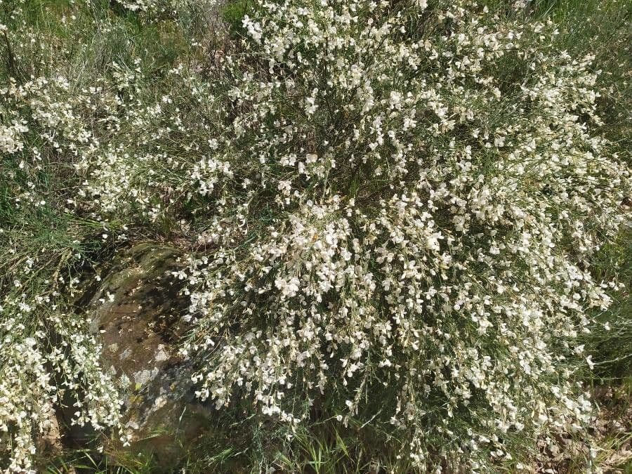 Ginestra multiflora 9