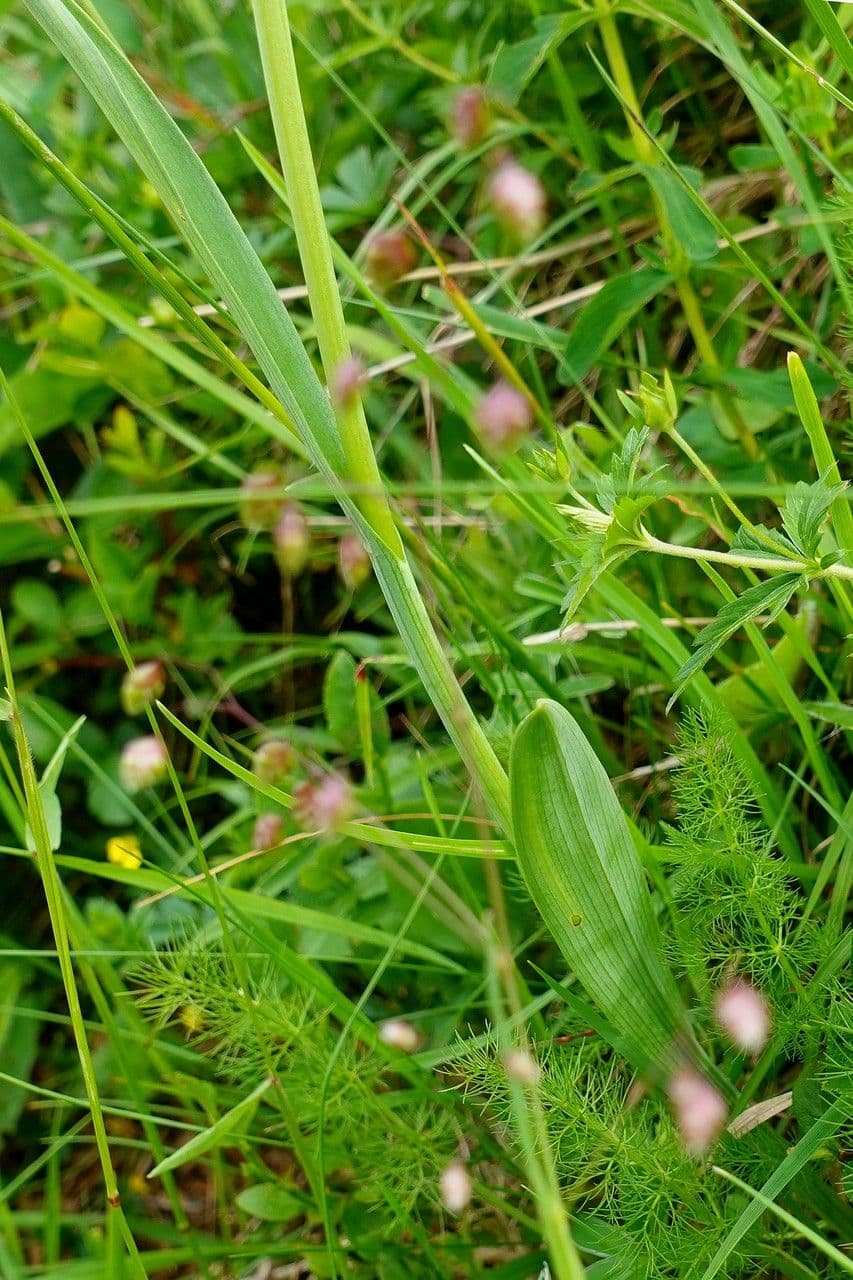 Kugelorchis 9