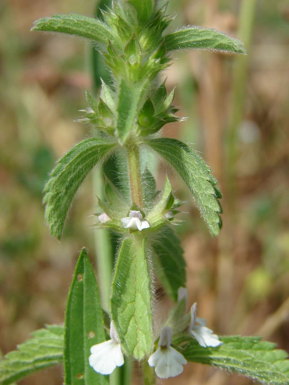 Sideritis romana 18