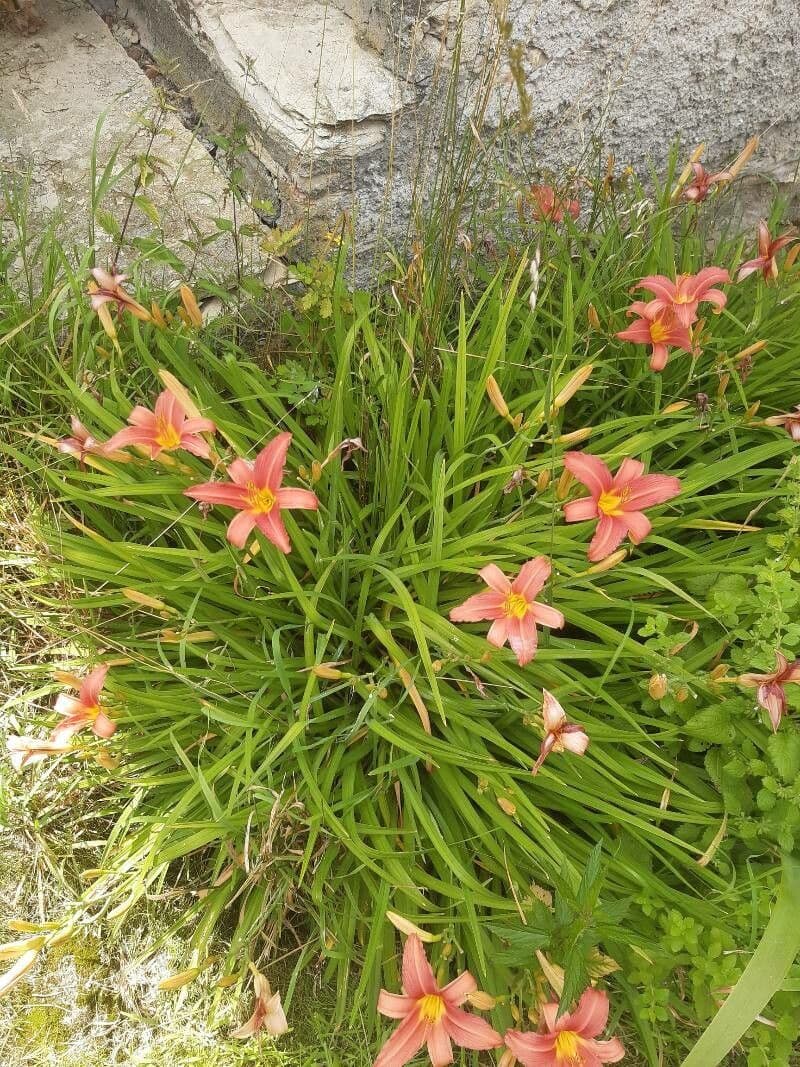 Hemerocallis minor 6