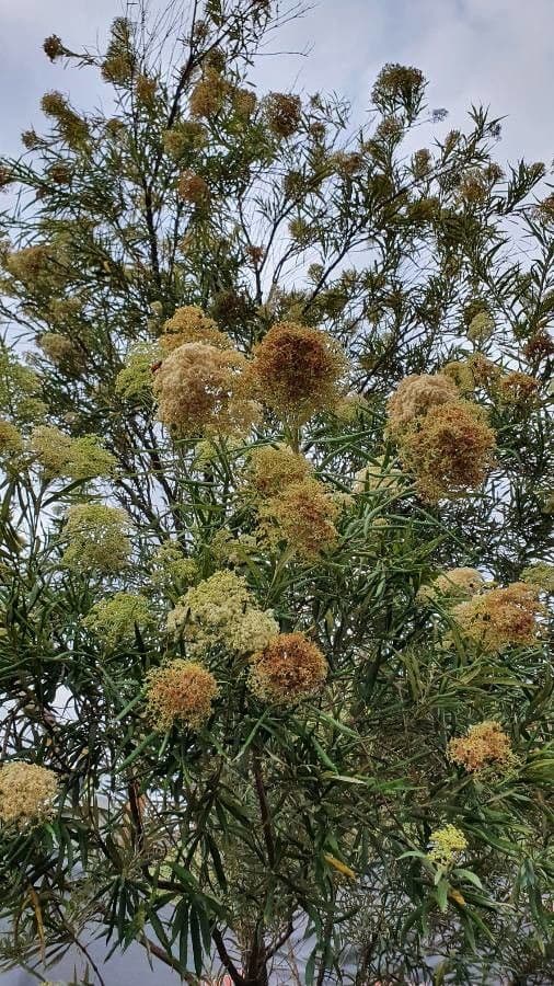 Buddleja saligna 4