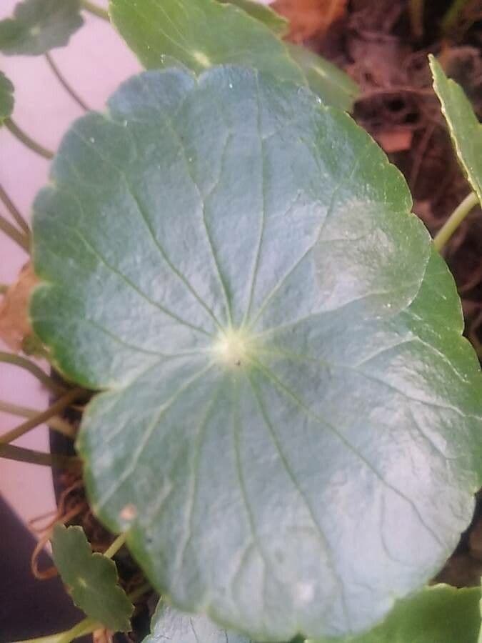 Hydrocotyle bonariensis 12