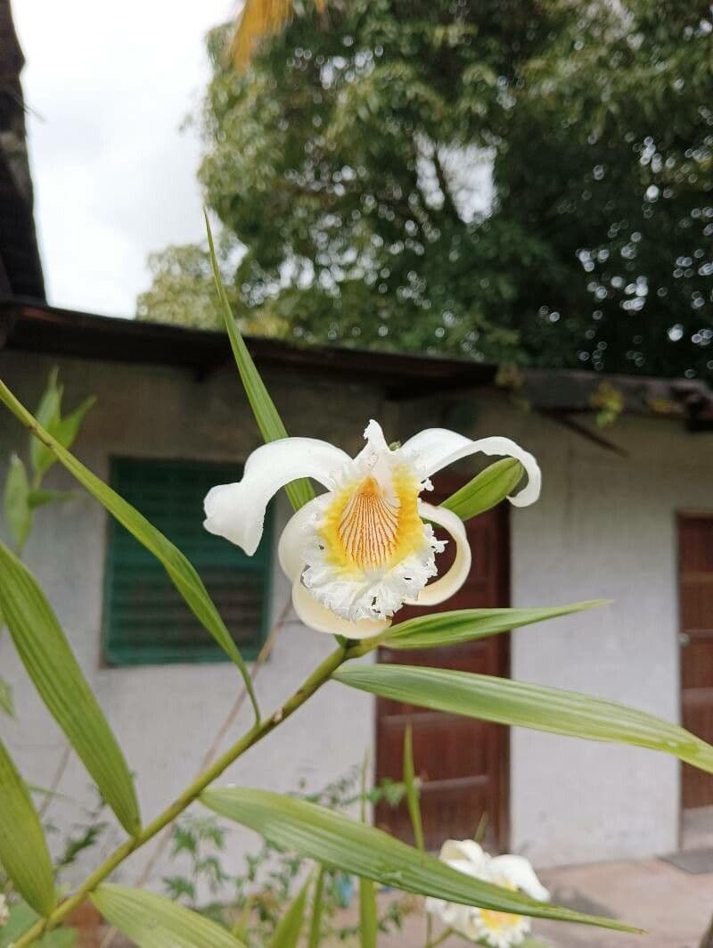 Sobralia 3