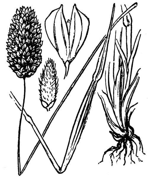 Phalaris 7