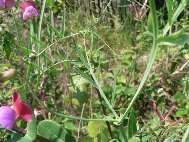 Cicerchia clymenum 30