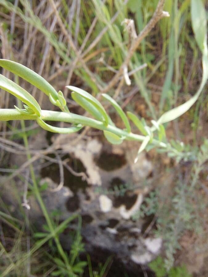 Linaria 12