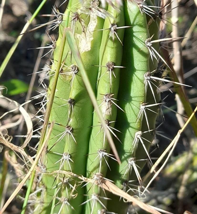 Praecereus euchlorus 8