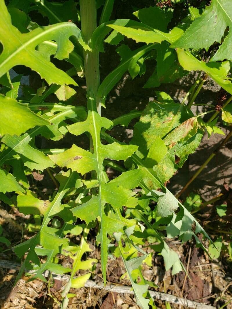 Lactuca 12