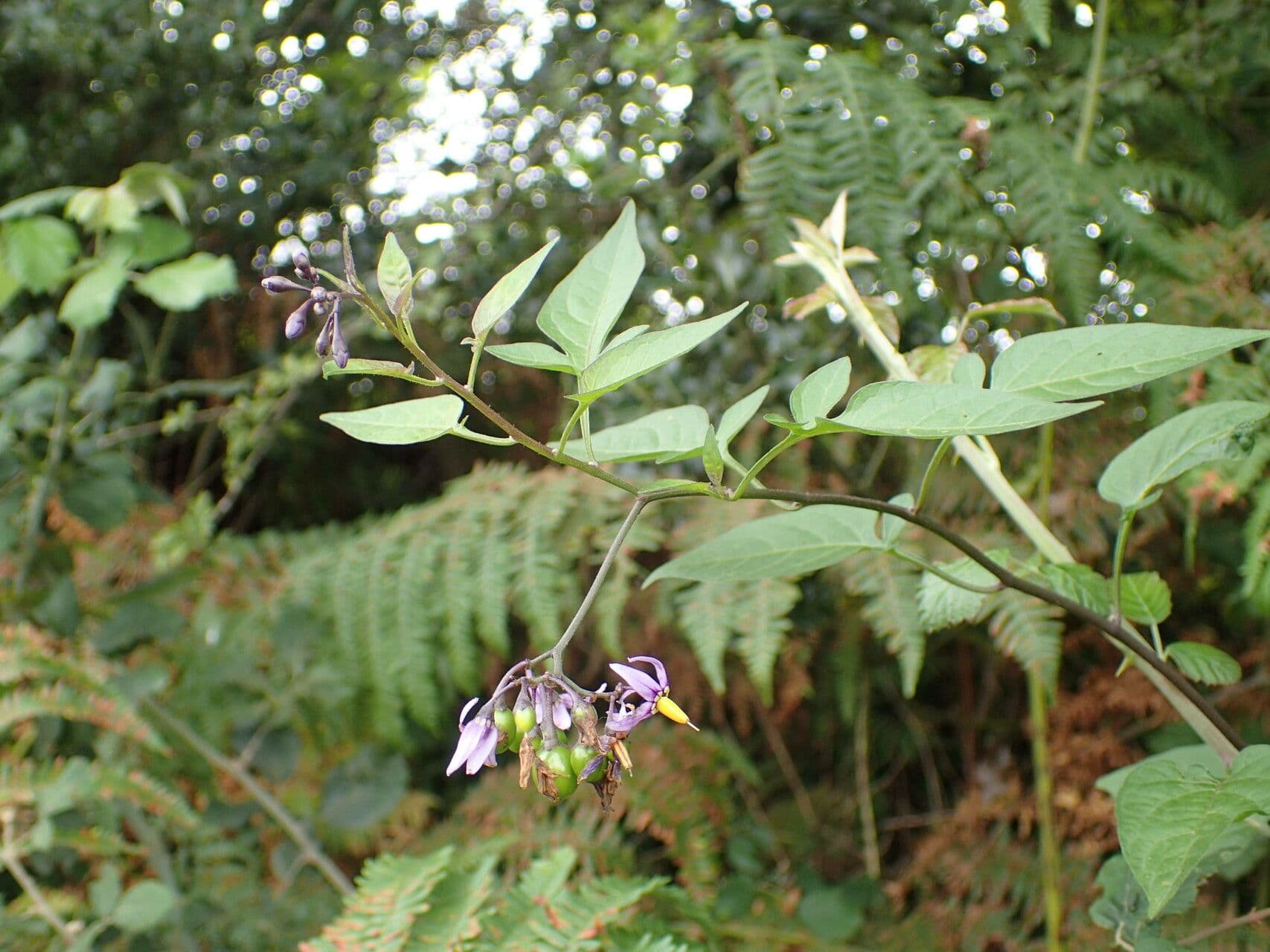 Dulcamara 27