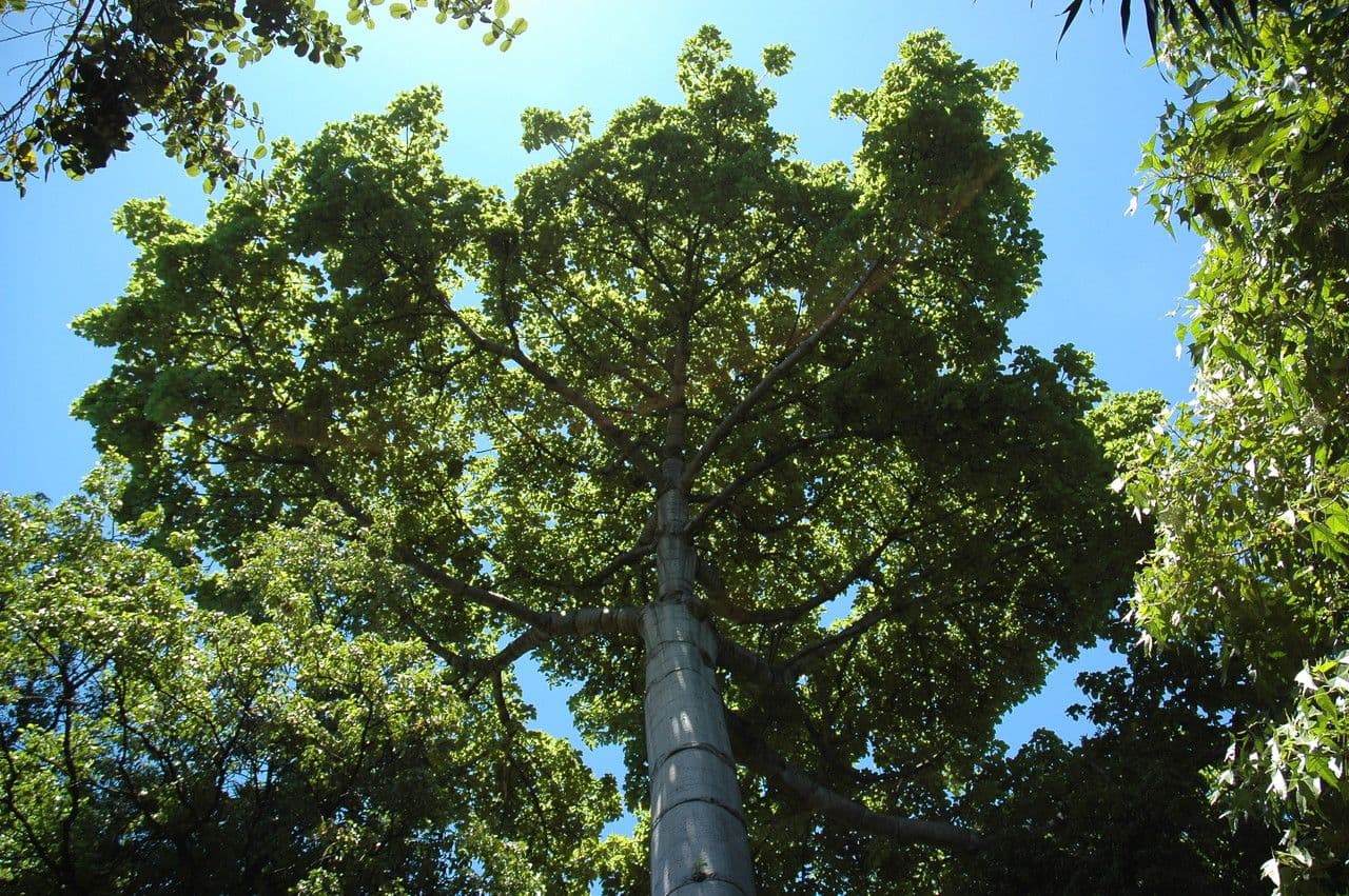 Cavanillesia platanifolia 3