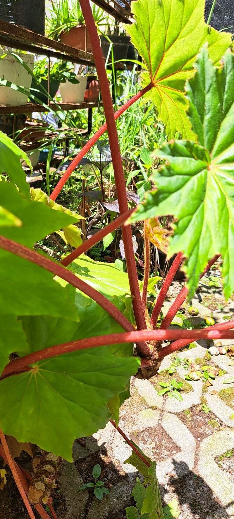 Begonia 22