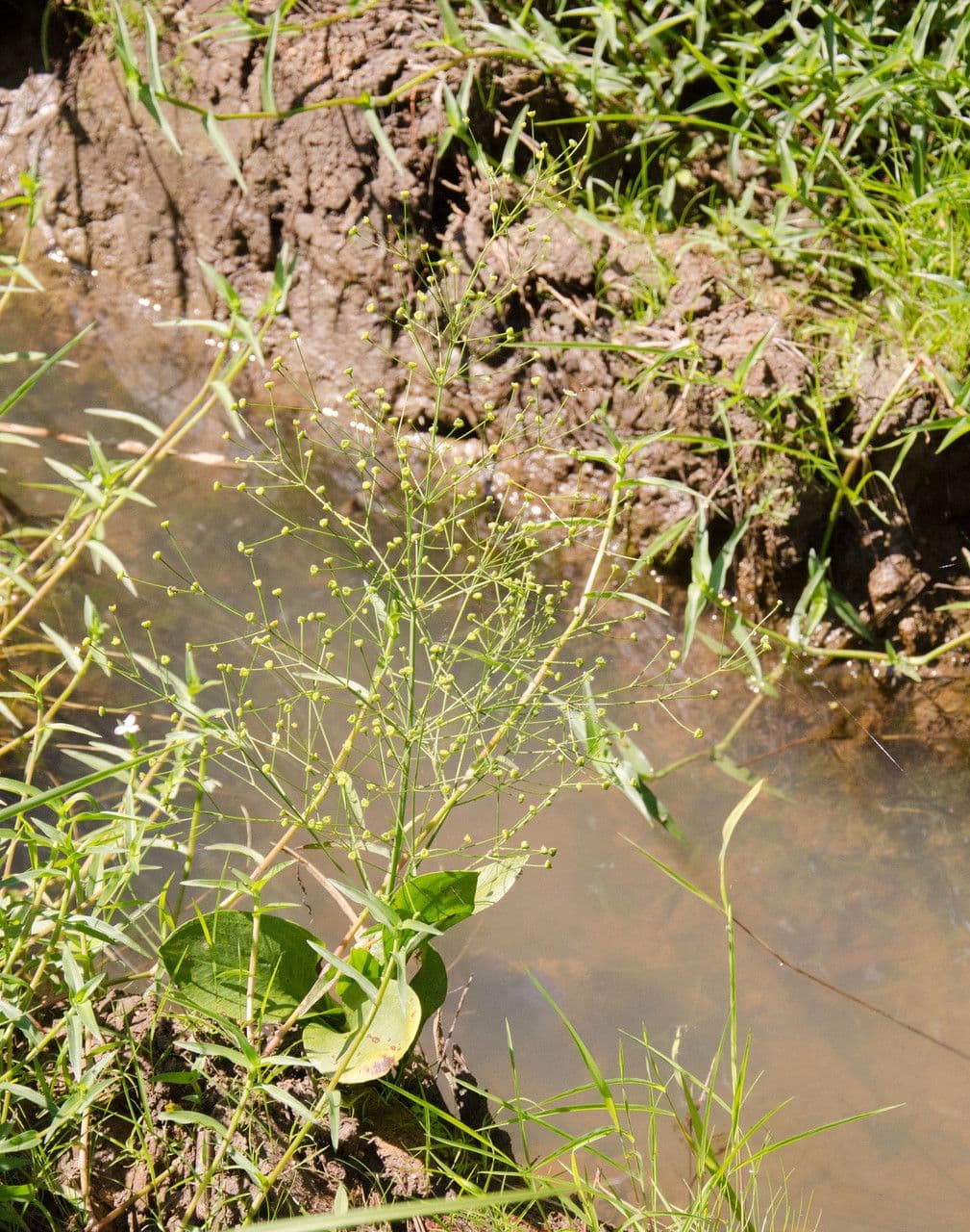 Alisma subcordatum 5