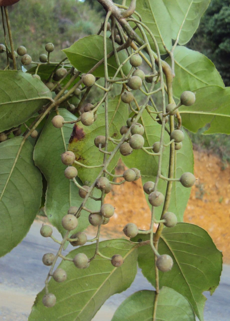 Bischofia javanica 5