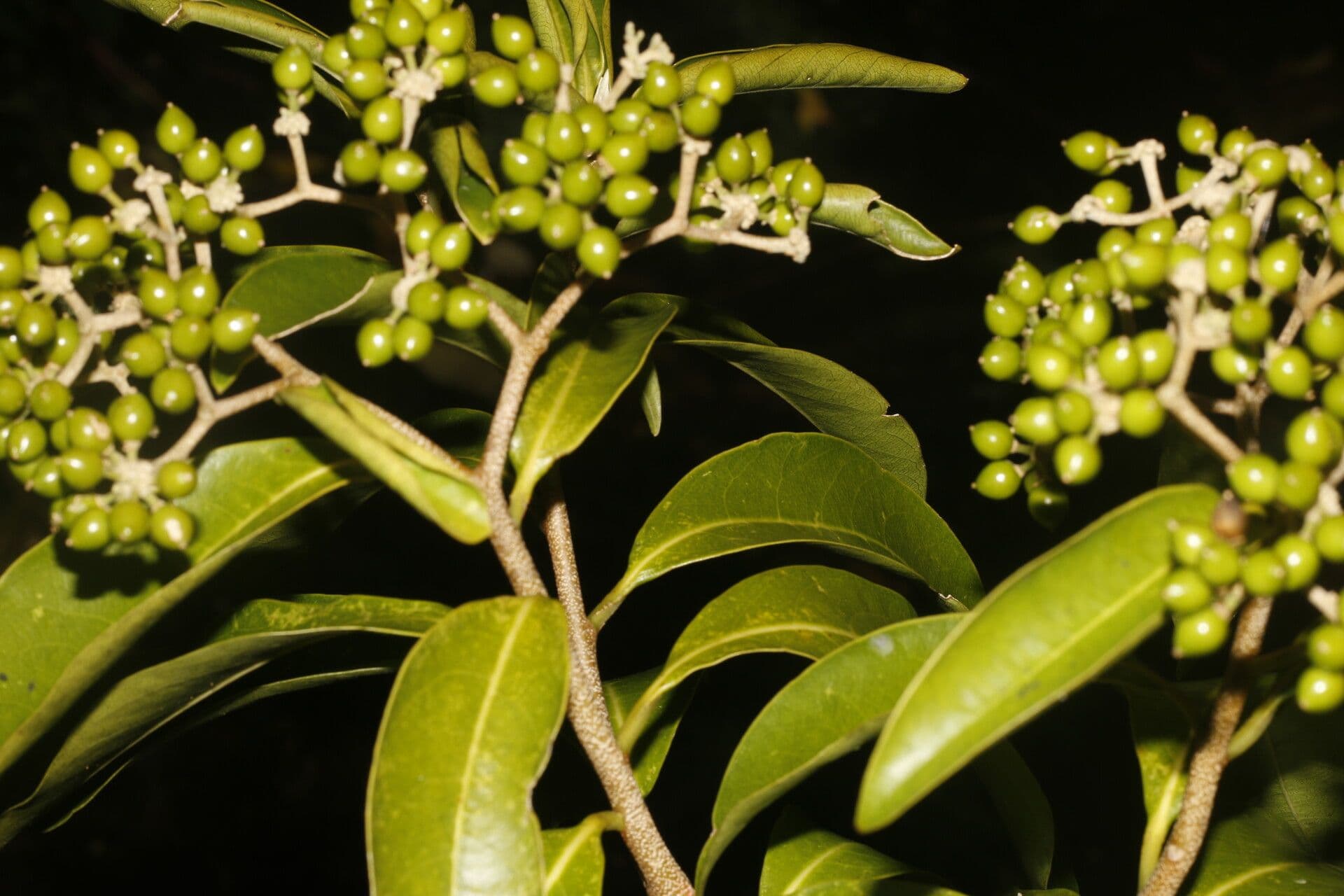 Daphnopsis americana 12