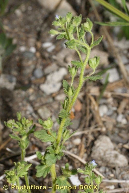 Veronica praecox 15