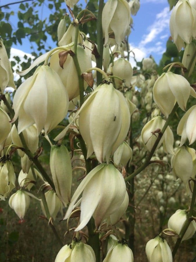 Brazos-Fluss-Yucca 2