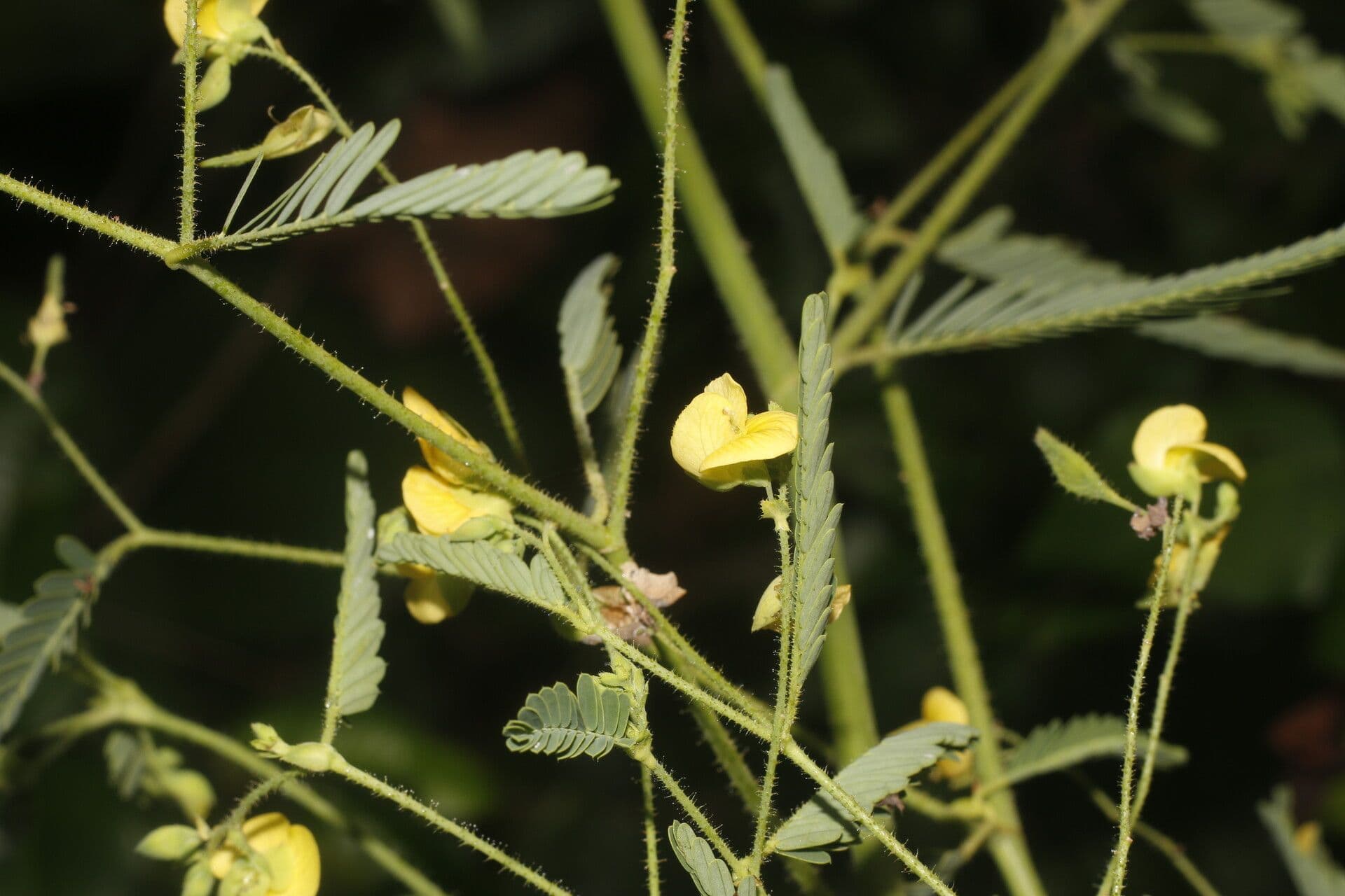 Aeschynomene sensitiva 5