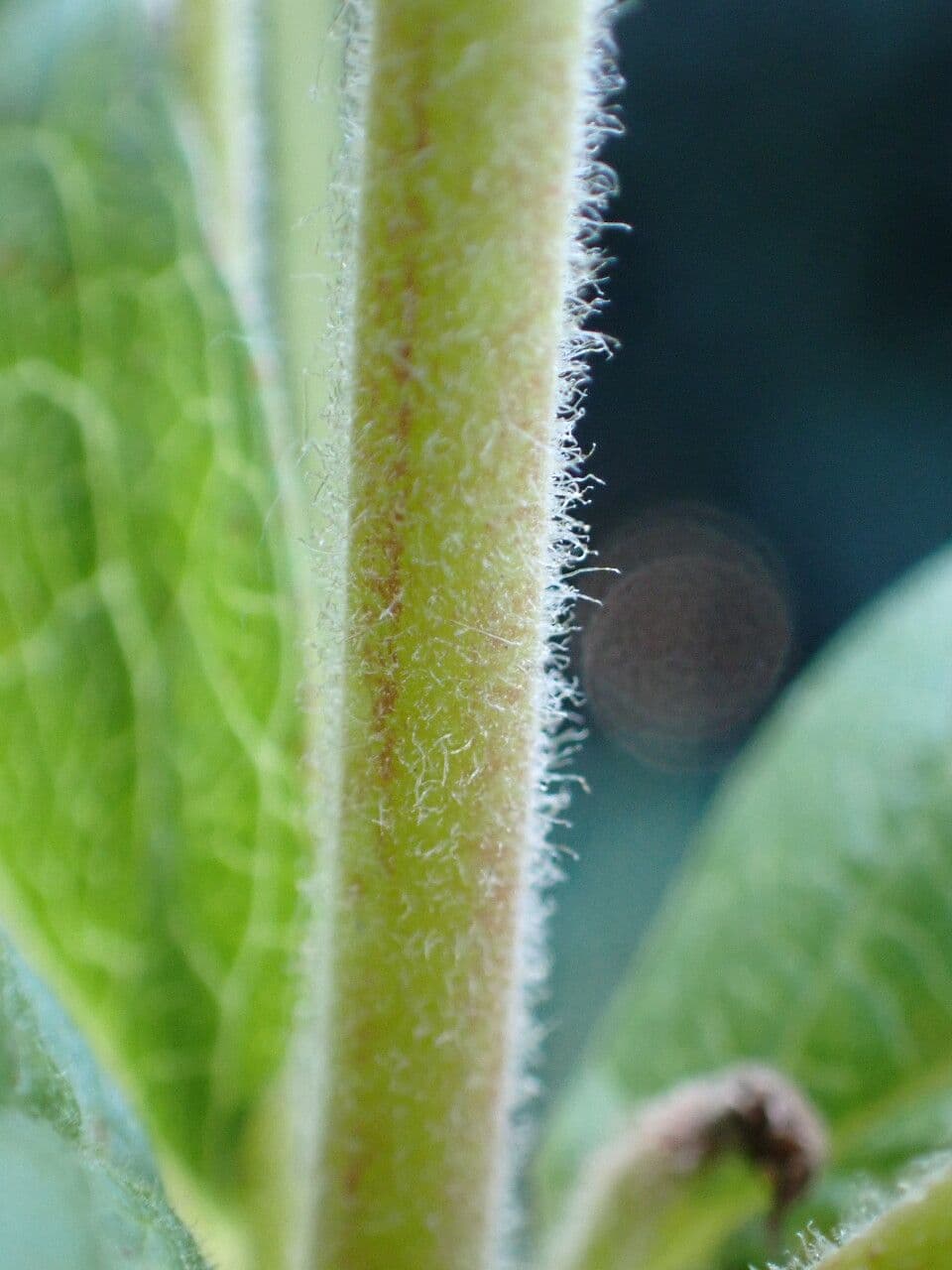 Lisimaquia 25