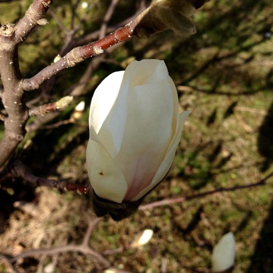 Magnolia denudata 9