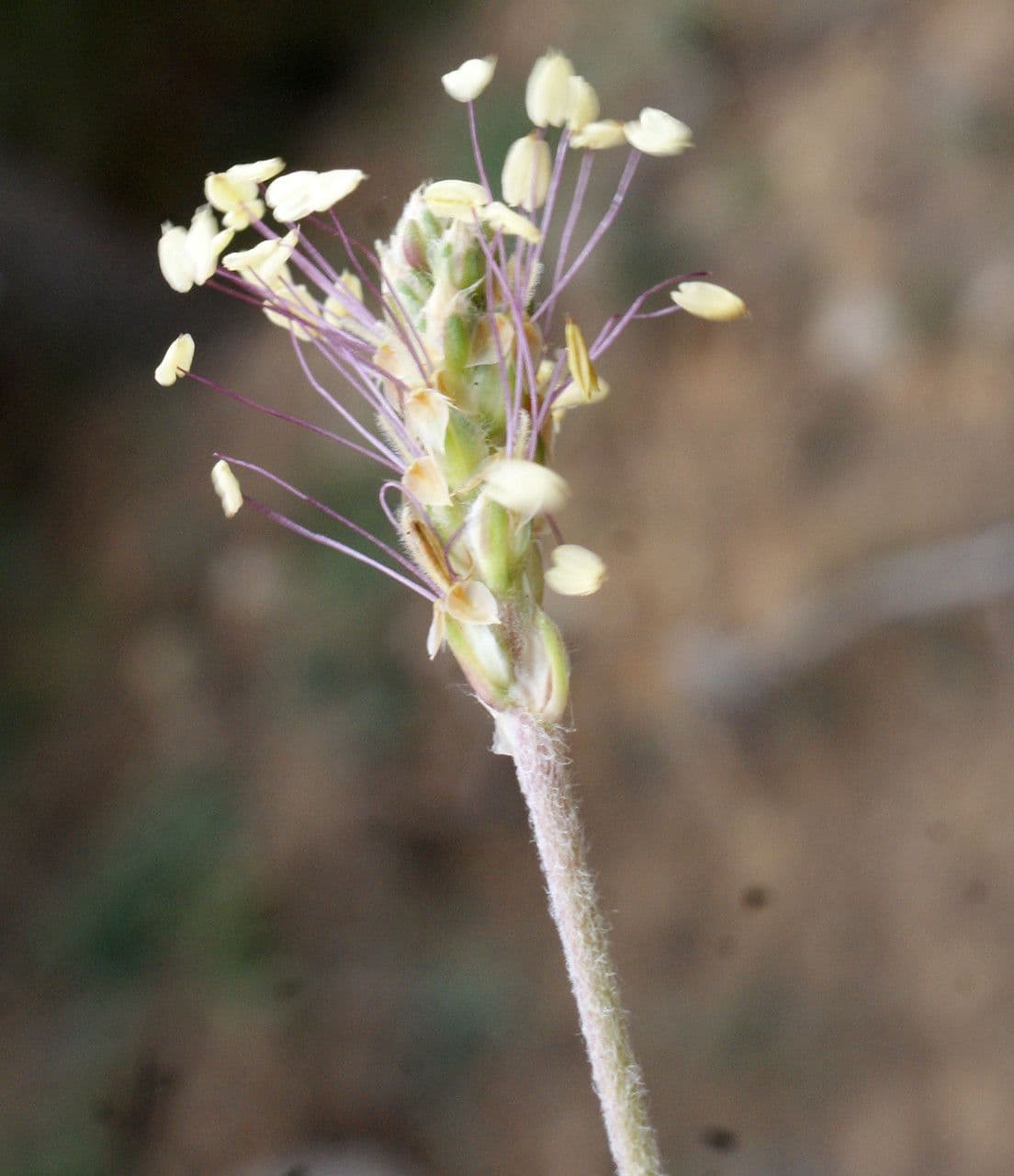 Piantaggine bianca 9